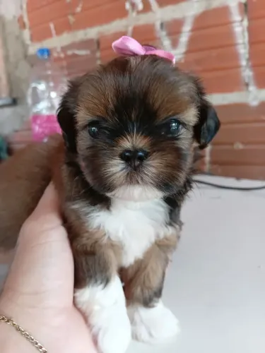 Shitzu