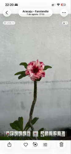 Rosa do deserto com 4 enxertias de 4 flores diferentes.