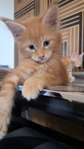 Mainnecoon