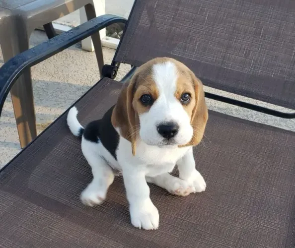 Beagle amoroso e elétrico