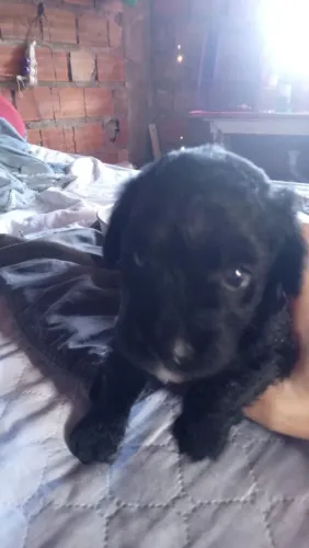 POODLE FILHOTE MACHO