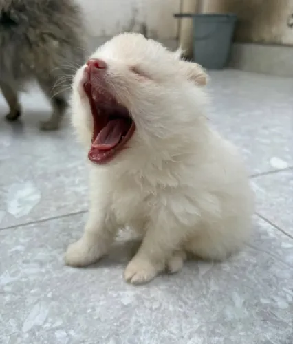 Lulu da pomerânia Spitz Alemão fêmea