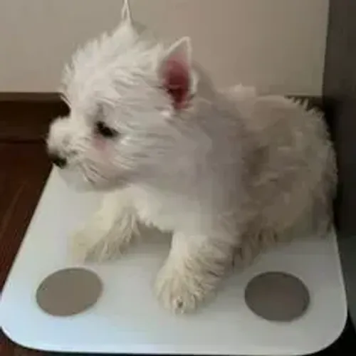 West Terrier Filhote Muito Bonito