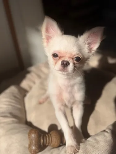 Chihuahua Branco / Creme