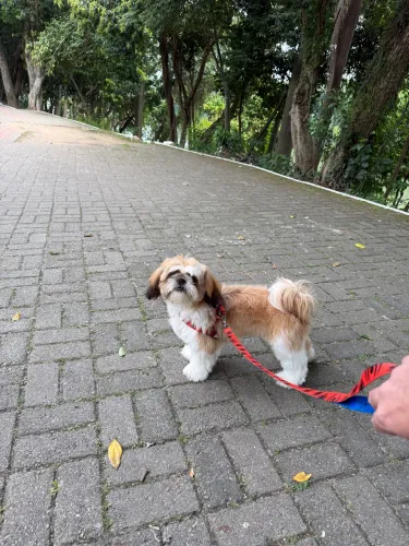 Adoção com responsabilidade