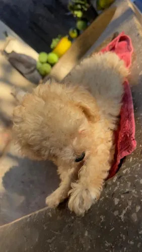 Filhote de poodle 