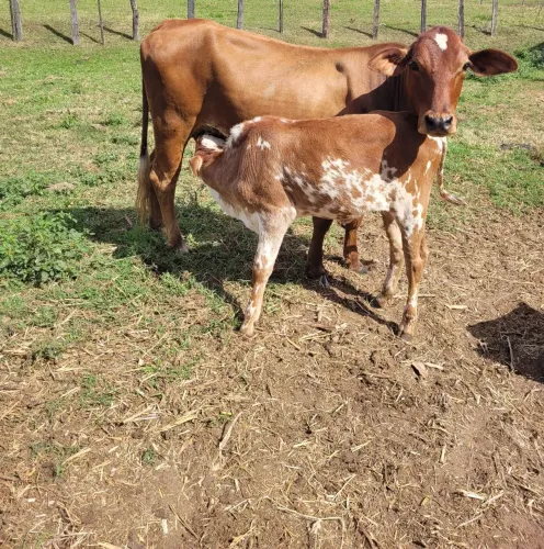 Novilha primeira cria