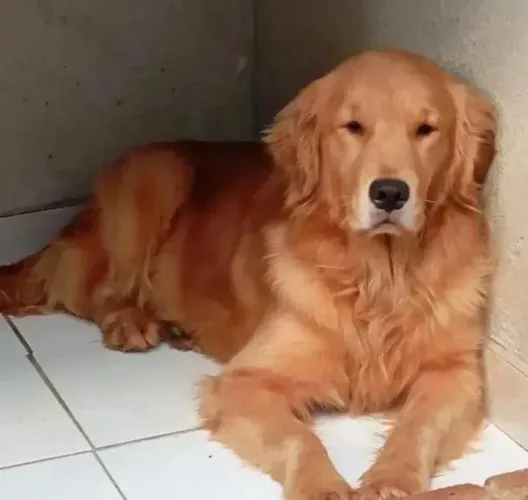 Golden retriver macho 3 anos com perdegrre 