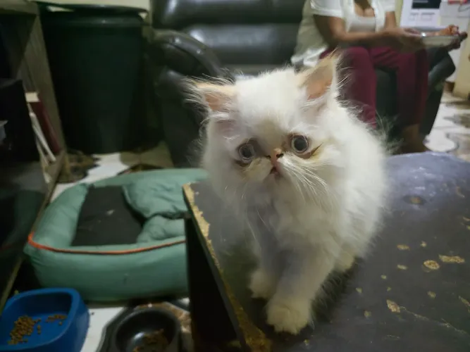 Gato persa ( macho )