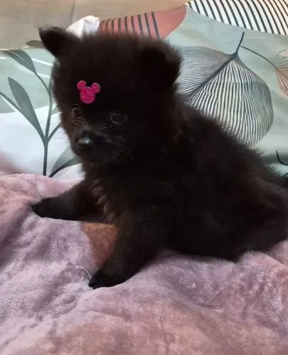 Vendo filhote de Lulu da Pomerânia