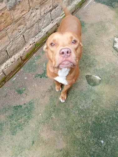 Cachorro
