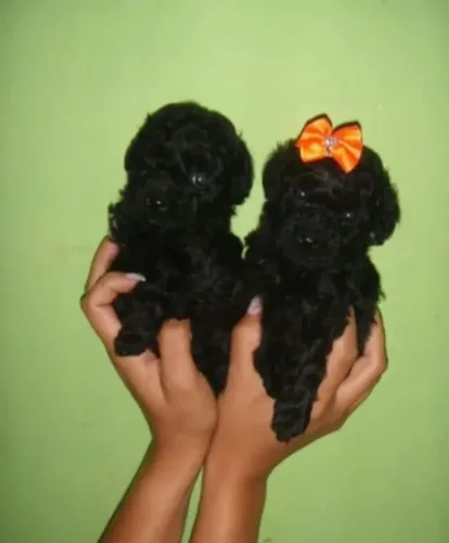 Filhotes de Poodle