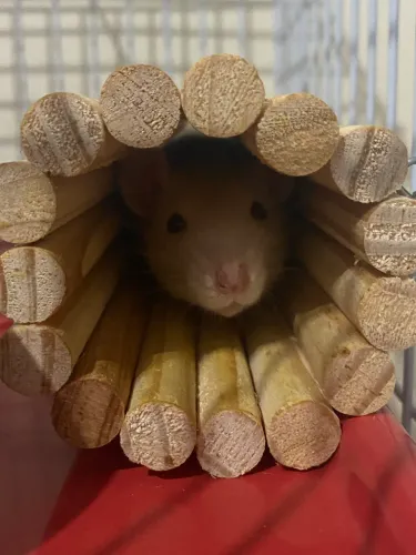 Ratinho Twister - Doação 