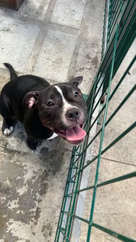 Filhote de American Bully