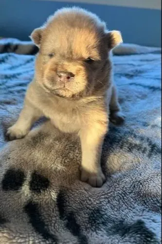 Filhotes de Chow Chow | Prontos para novos laços.