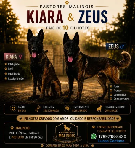 Filhotes de cachorro Pastor Belga Malinois