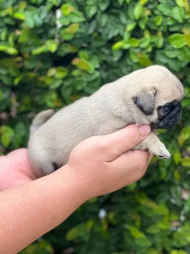 Pug