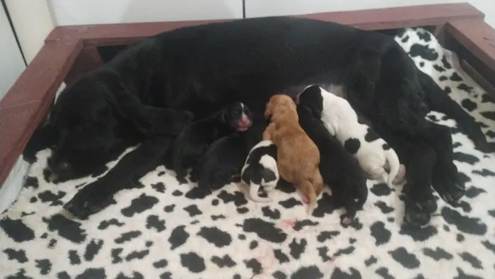Filhotes de cocker spaniel
