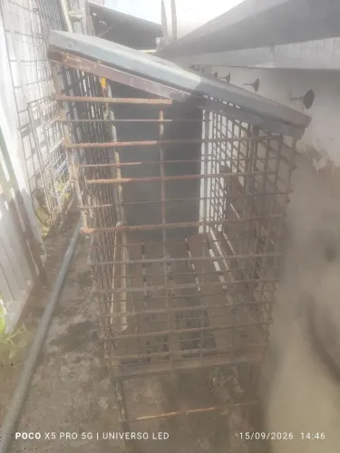 Gaiola para criação de Codornas
