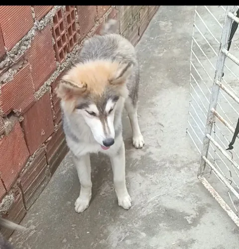 Husky siberiano fêmea 9 meses