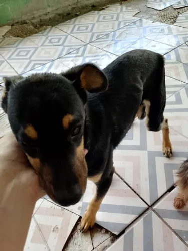 Doa cachorro