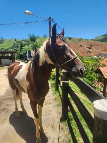 Cavalo mangalarga