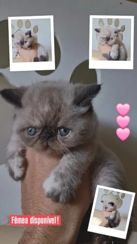 Filhotes fêmea gato exótico 