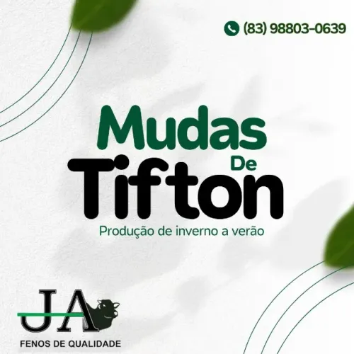 Mudas de tifton