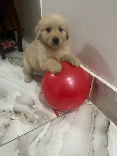 Golden Retriever Macho e Fêmea Disponíveis