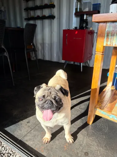 Pug procuro namorada