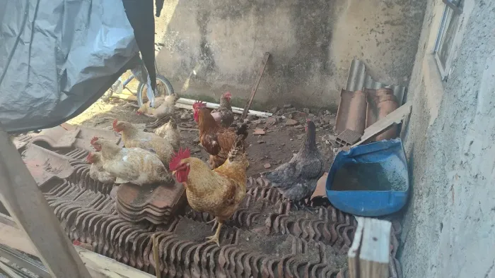 Venda galinha rodlan