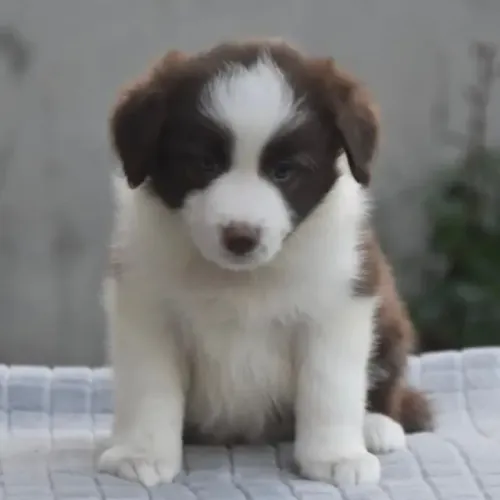 Filhotes de Border Collie |Fofura que alegra o dia