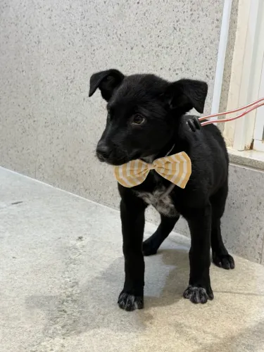 Cachorrinho para adoção