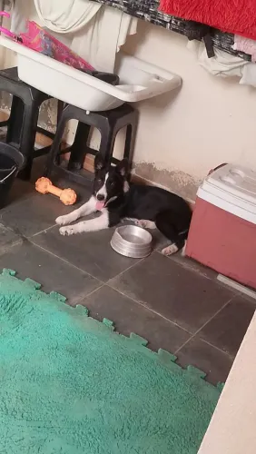 Cachorro