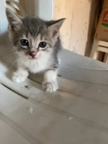 Gatos para adoção