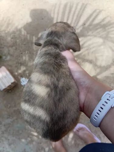 Cachorros pra adoção