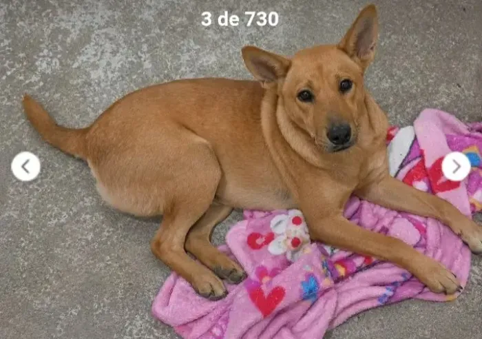 Adoção de pet