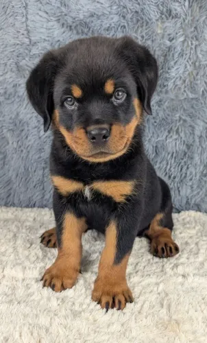 Leva essa doçura de Rottweiler pra casa