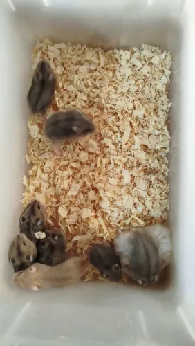 Hamster anão russo revenda 
