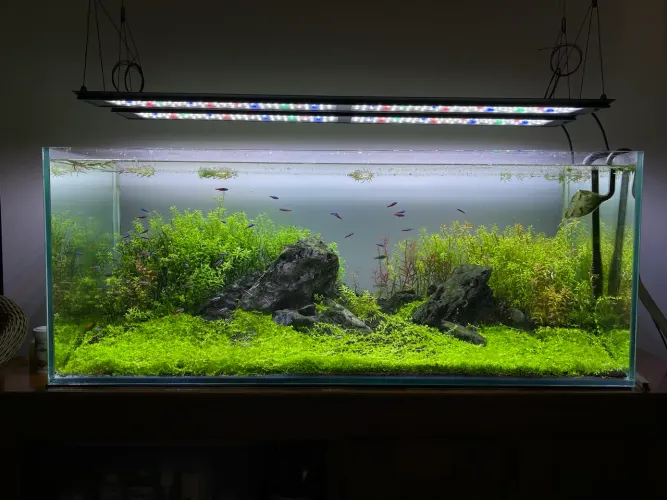 Aquario Plantado Completo com Filtro, CO2 e Luminária