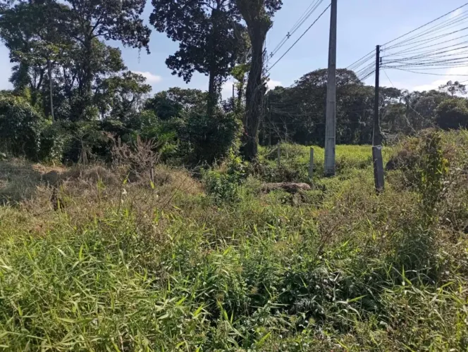 Terreno para Venda em São Francisco do Sul, Praia do Ervino