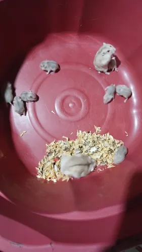 Hamster anão russo 30 reais cada um