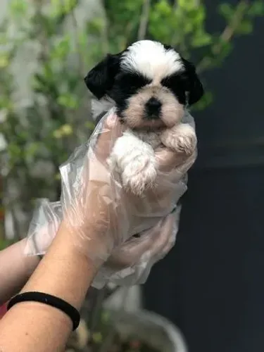 Seu Novo Melhor Amigo Pode Ser um Shih Tzu