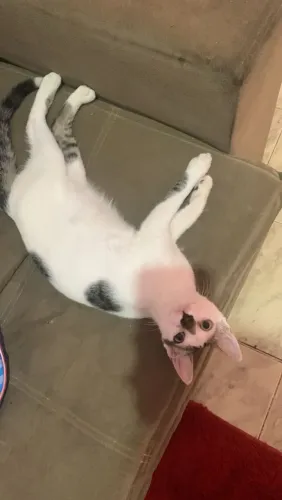 Doação de gatos