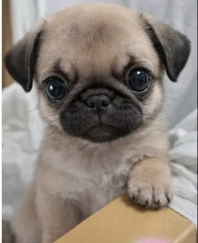 Mini Pug macho 