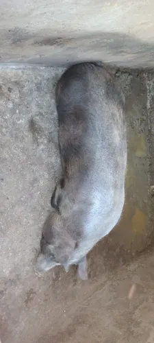 Vendo porca