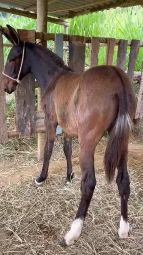 Burro 8 meses filho do Poeta RF(play boy)