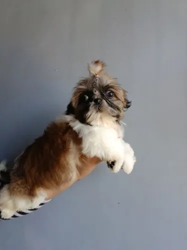 Shih tzu femea micro 
