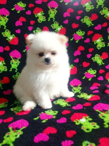 Disponível Lulu com pedigree