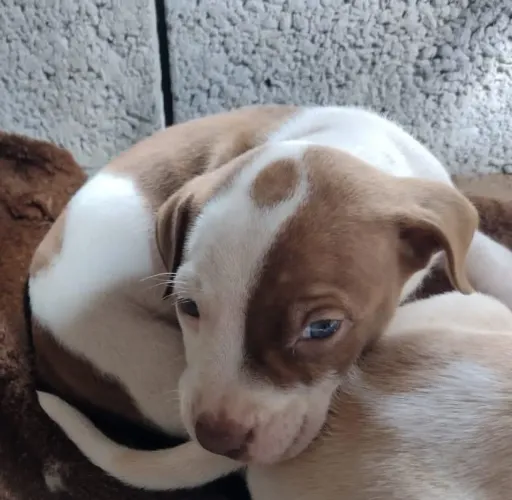 American Bully TROCO CELULAR